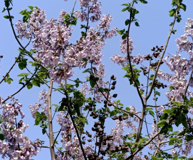 开花|梧桐树|蓝花楹