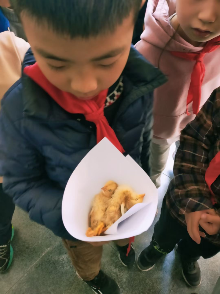 辛苦孵出的两只小鸡夭折,杭州一群小学生参加了一场特殊的葬礼