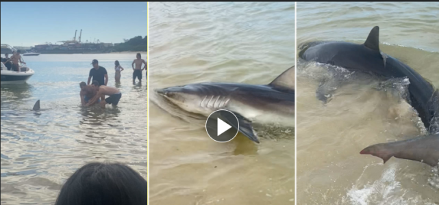 澳洲超大鲨鱼突然冲上岸,游客四散逃跑