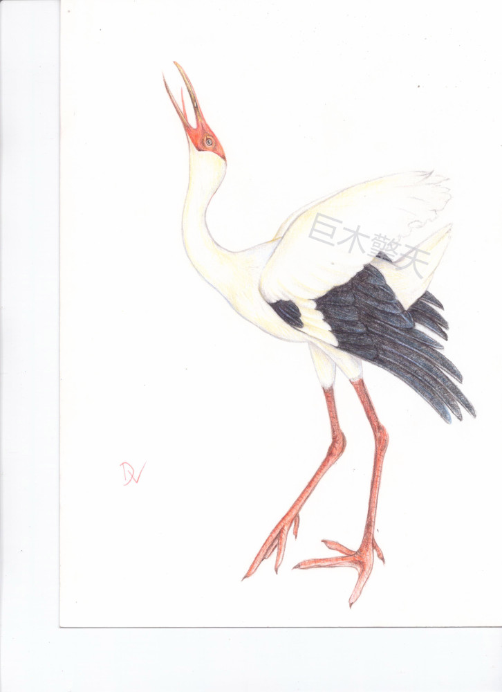 彩铅画的白鹤