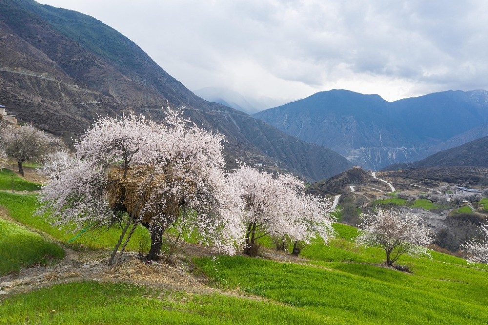 四川甘孜:得荣县十里桃花绽放,漫山遍野构成世外桃源