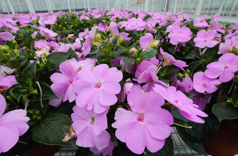 2.5万盆荷花,18万盆超级凤仙……花博会鲜花准备工作就绪