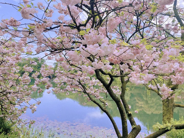 玉泉山赏樱花!太原公交开通免费直达"赏樱专线"