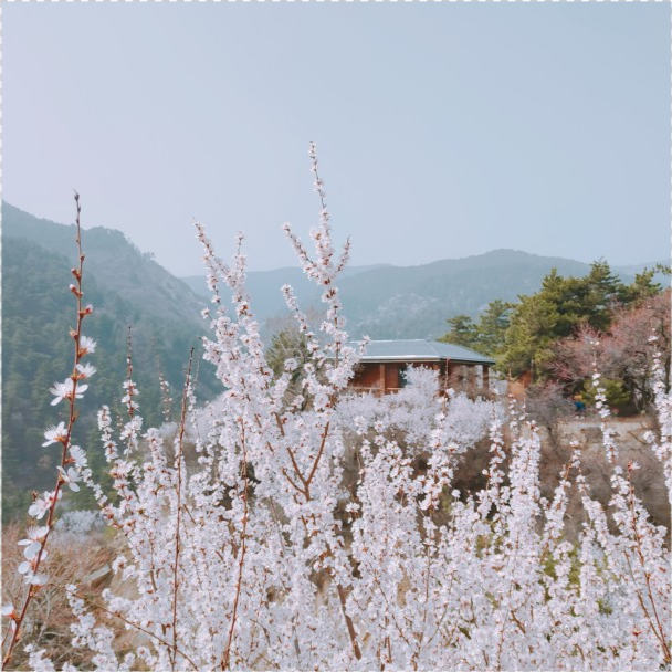 "太原赏花指南"桃花沟旅游风景区:桃花沟里醉桃花