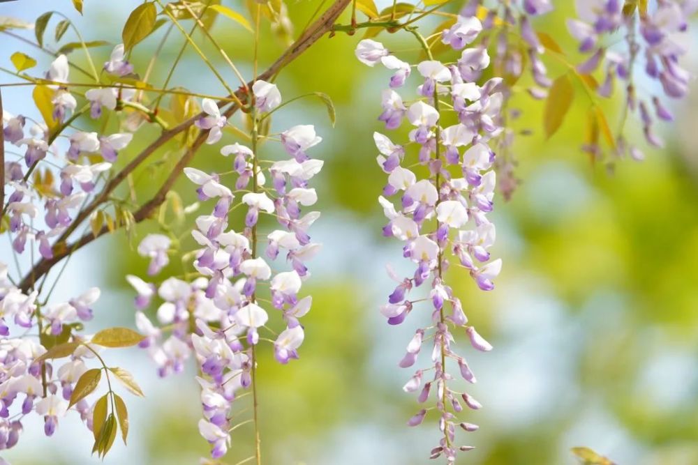 学名:wisteria sinensis(sims)sweet 别称:朱藤,招藤,招豆藤,藤萝