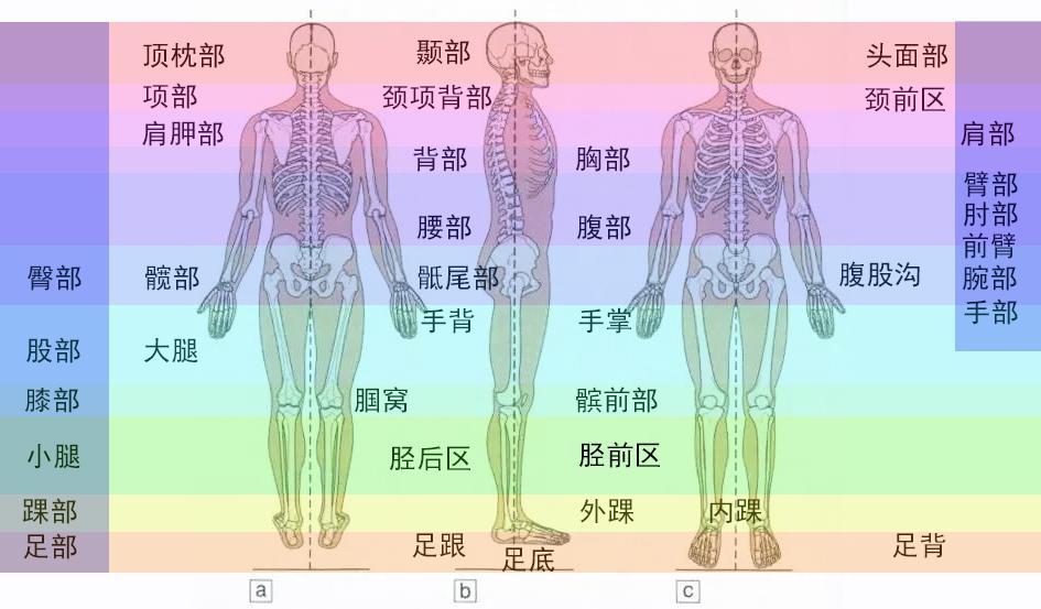 四肢也有如下分区