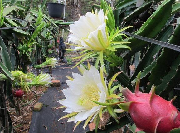 火龙果种植为何开花几天就会黄