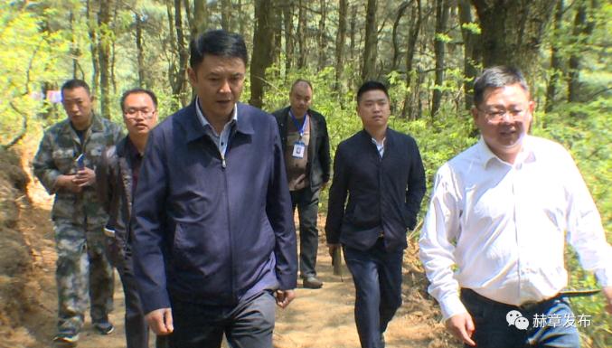 赫章县委书记颜岭到平山镇,水塘堡乡调研林下经济产