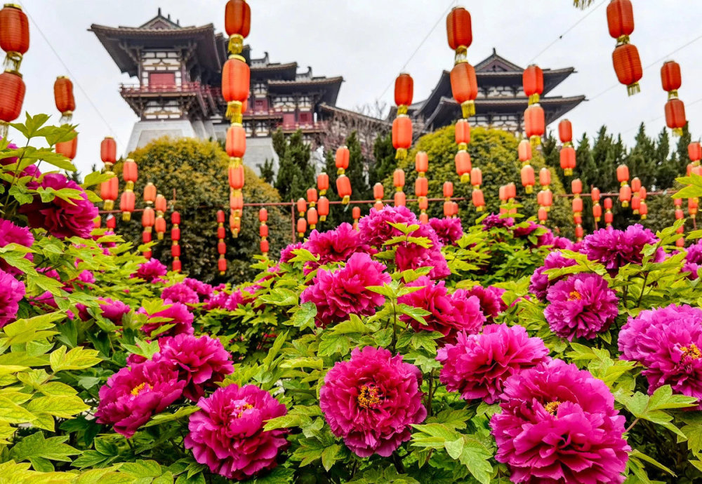 洛阳牡丹甲天下超级好看优质的牡丹花城风景壁纸图