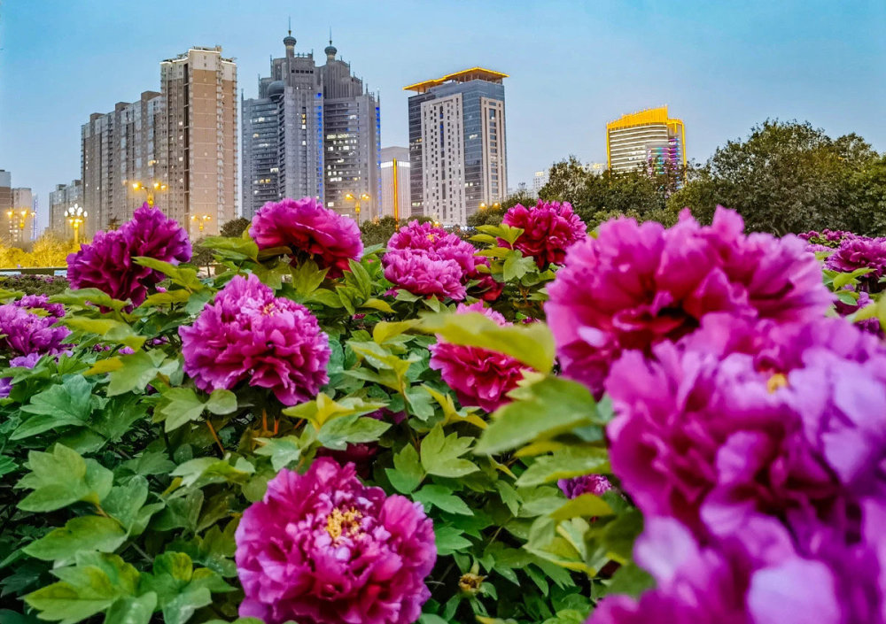 洛阳牡丹甲天下超级好看优质的牡丹花城风景壁纸图