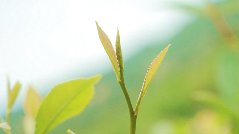 今年的春茶,你喝了吗?