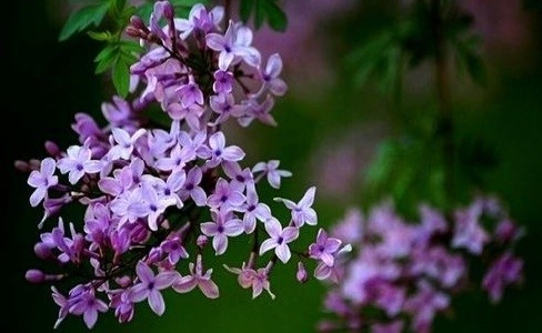 散文诗《丁香花开》:素香柔树结千千,轻风瑶紫雨万万