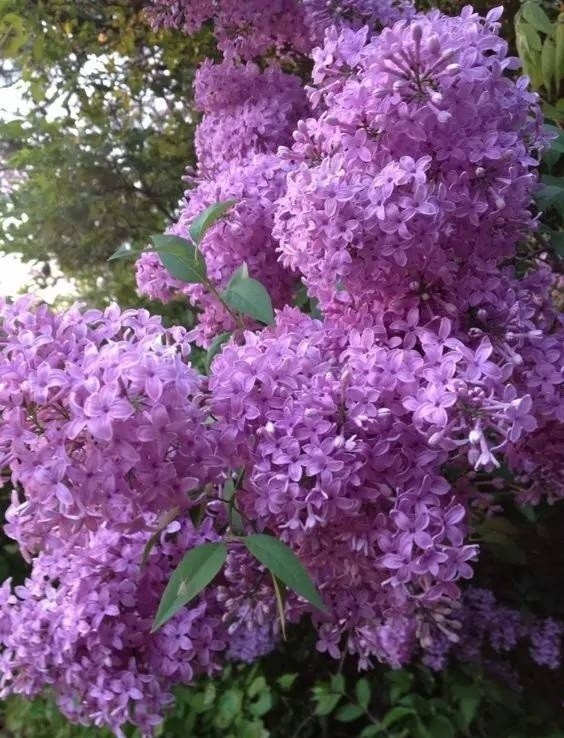 散文诗《丁香花开》:素香柔树结千千,轻风瑶紫雨万万