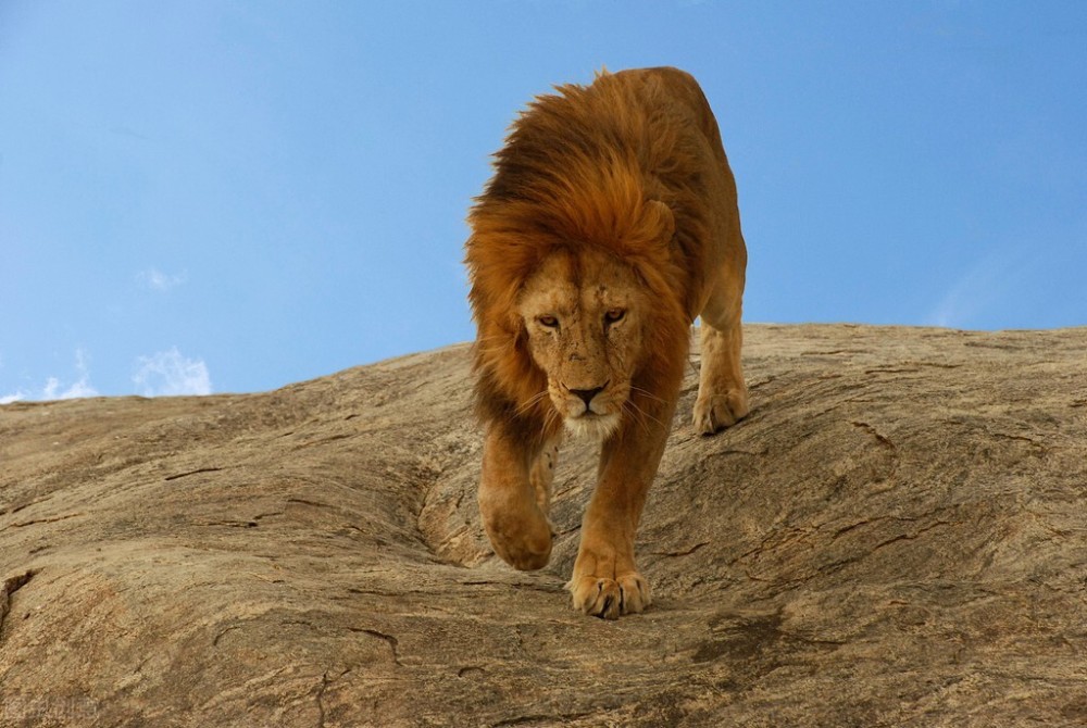 非洲巨狮索罗,狮王之躯却无狮王之胆,四处逃窜坑害五个盟友