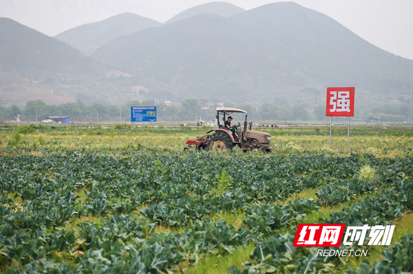 蓝山县雷家岭村人口_无标题