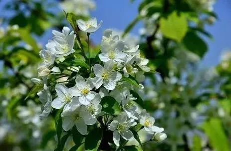 棠梨 (耐盐度0.3-0.4%) 棠梨又名杜梨,蔷薇科梨属落叶乔木.