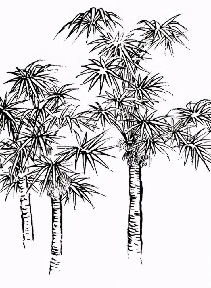 棕榈和泡桐的画法