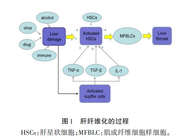 临床发现干细胞治疗肝纤维化主要途径是抑制肝星状细胞凋亡