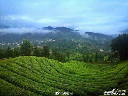 三峡茶旅小镇万亩茶园吐新绿