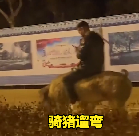 河北廊坊:男子半夜骑猪遛弯,在其背上淡定玩手机,网友:比劳斯莱斯还