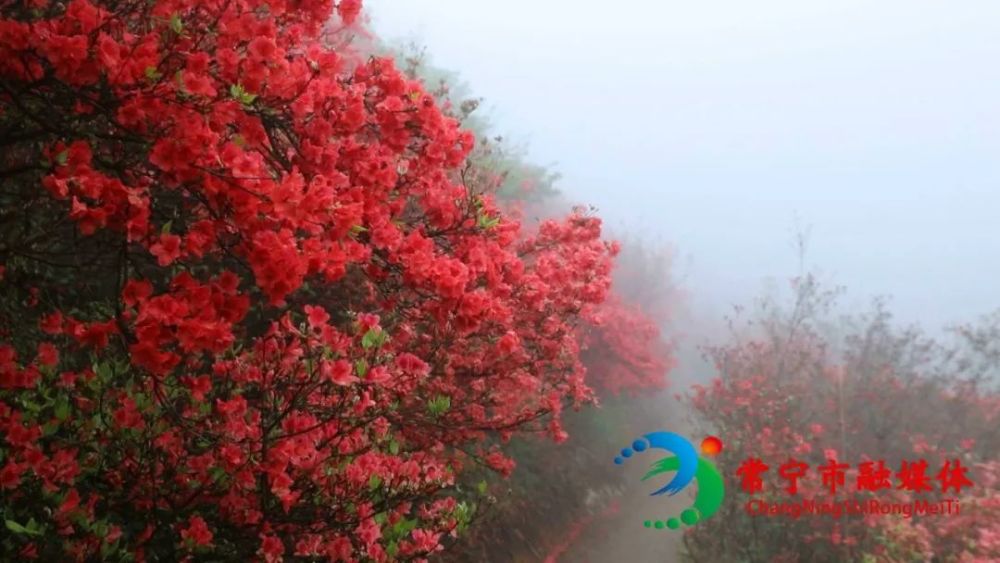 漫山遍野的杜鹃花,常宁这个地方美到你了吗!