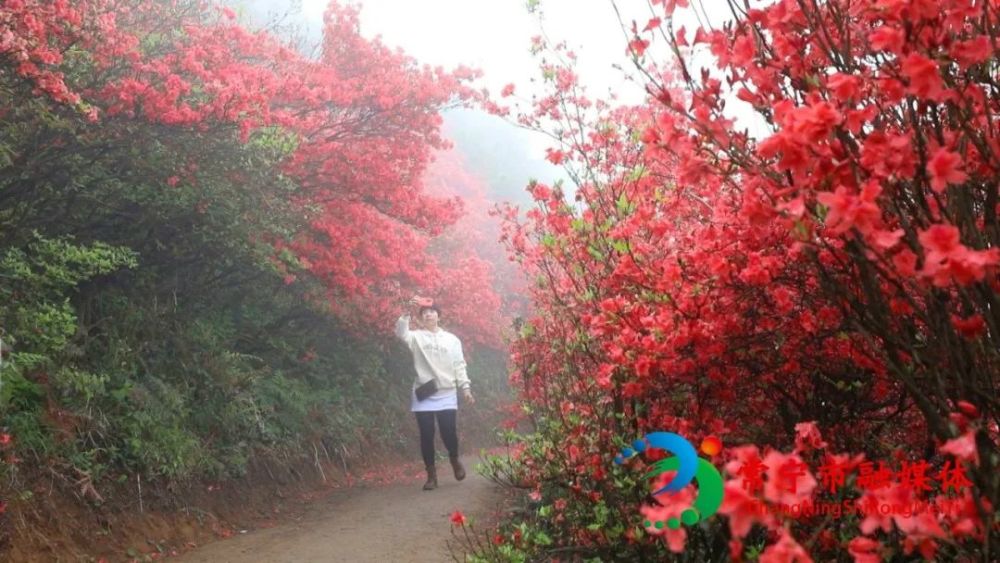 漫山遍野的杜鹃花,常宁这个地方美到你了吗!