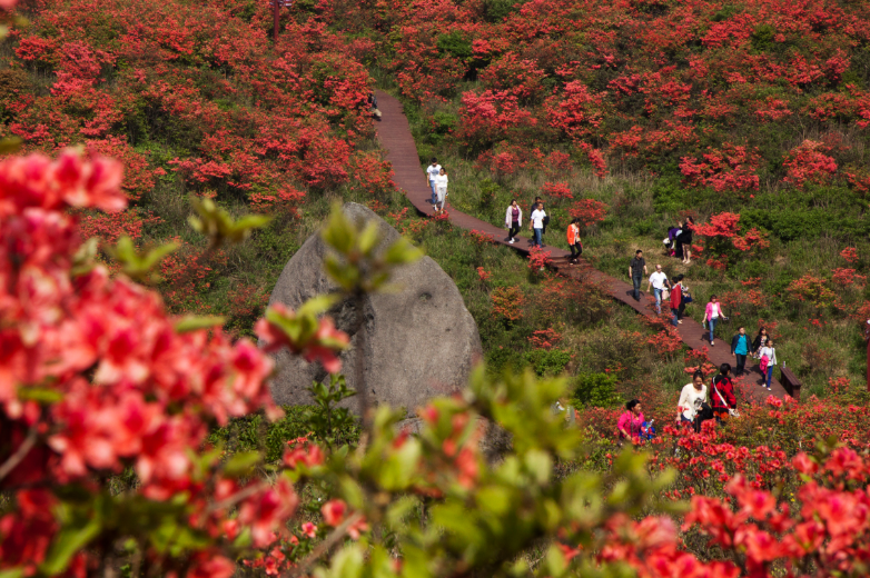 第十三届长沙(浏阳)大围山杜鹃花节推介会