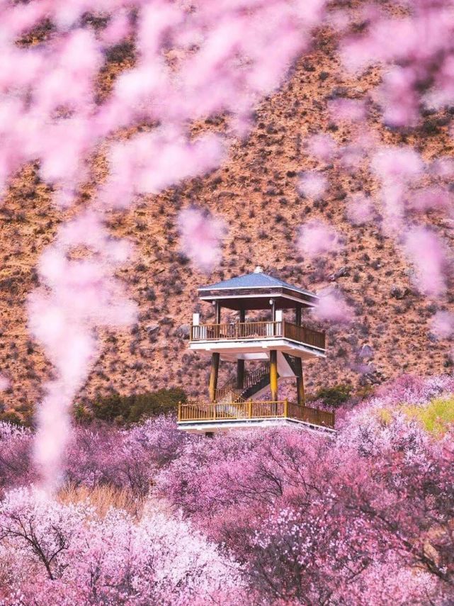 桃花,杏花,牡丹,樱花……全国赏花地图大全,今年最好的春色都在这篇!