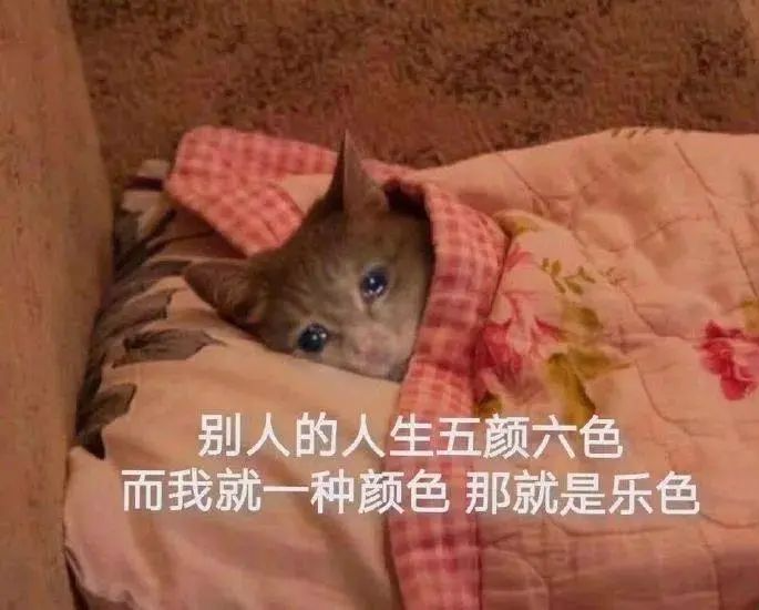 表情包|你击中我了,妹妹