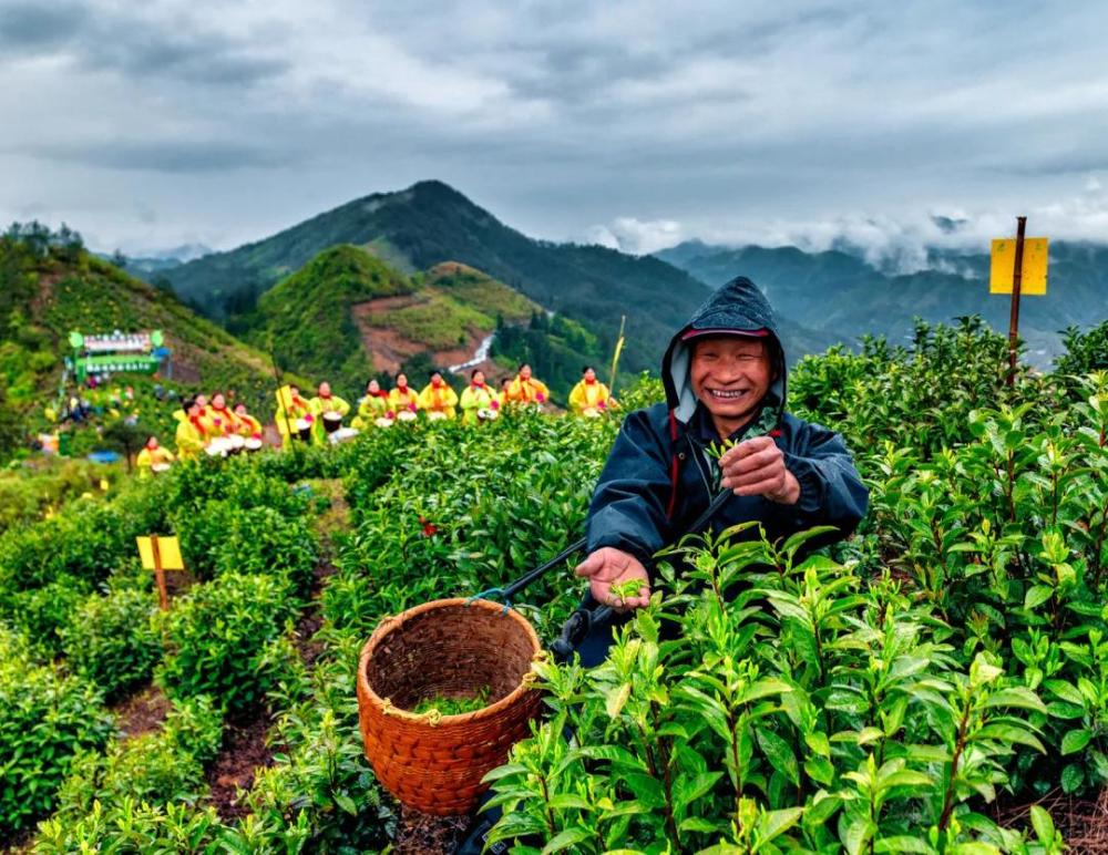 云雾高山出好茶 滴水香是黄山地区茶树良种之一,主要分布于歙县大谷运