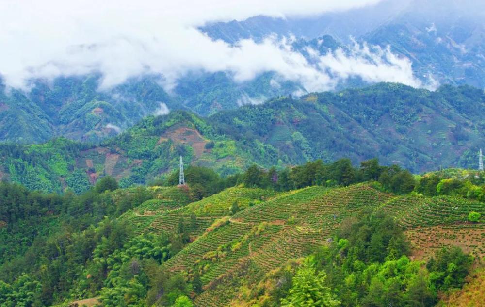 云雾高山出好茶 滴水香是黄山地区茶树良种之一,主要分布于歙县大谷运
