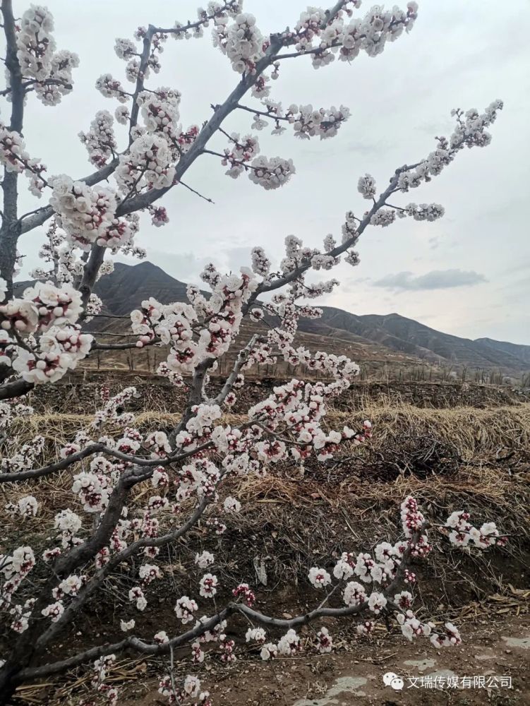 北陂杏花 (宋)王安石