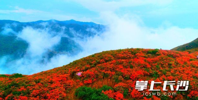 大围山杜鹃花节时间定了!4月20-5月20日去看漫山红遍