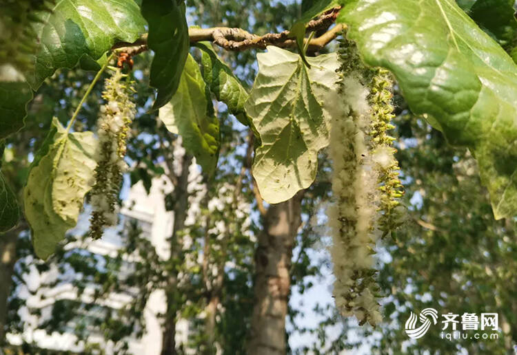 根据物候观测,6日毛白杨进入果实脱落期,德州市杨絮开始盛飞,与往年