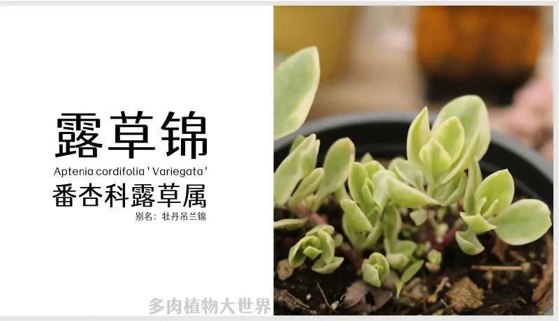 "露草锦" 番杏科露草属多肉植物,垂吊类植物,易群生