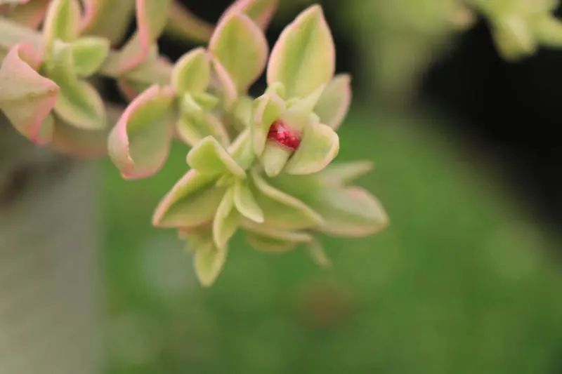 "露草锦" 番杏科露草属多肉植物,垂吊类植物,易群生