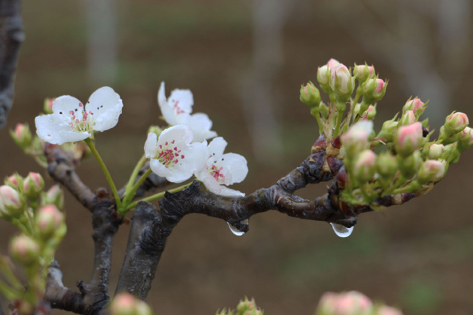 雨打梨花深闭门