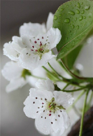 雨打梨花深闭门