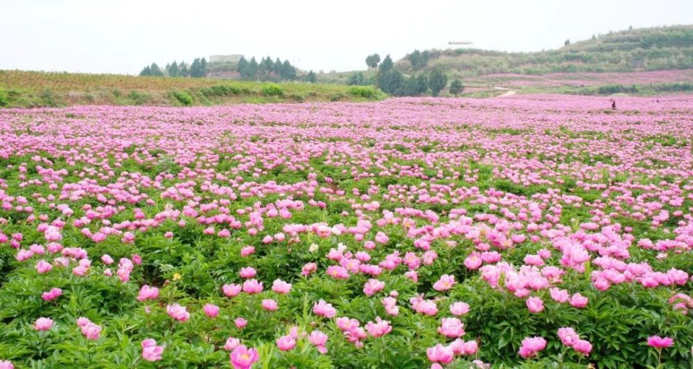 醉美花乡 竹篙新城|天府菌乡芍药园百万朵芍药花正悄然绽放