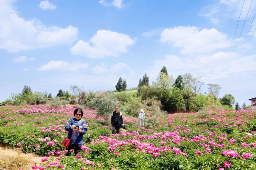 醉美花乡 竹篙新城|天府菌乡芍药园百万朵芍药花正悄然绽放