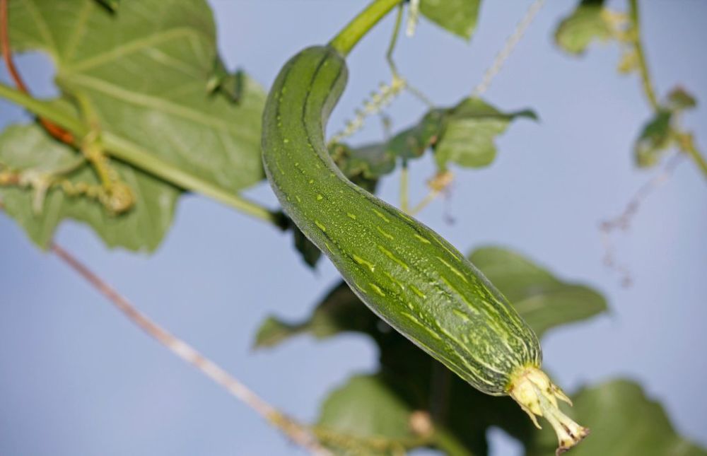 4月在家种"绿色蔬菜"丝瓜,用好3种肥,长得多口感好