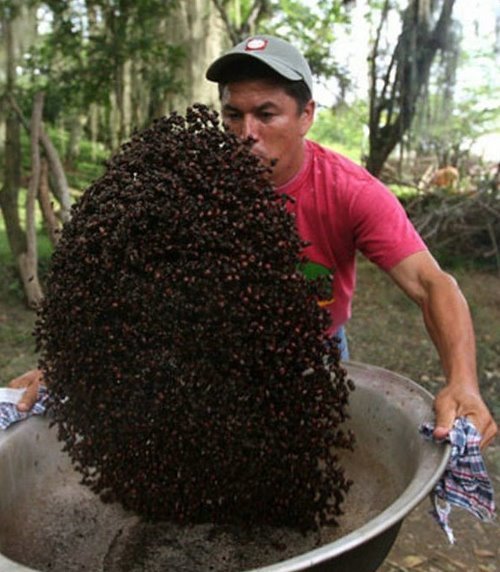 又到了哥伦比亚人吃蚂蚁的季节