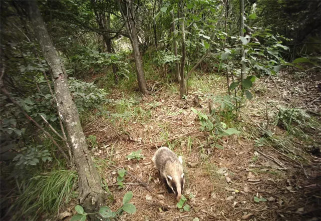 钱江源发现猪獾出洞,叼着3只幼崽搬到新家,撞见人就举起前爪叫