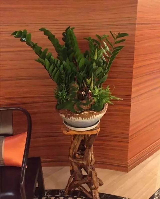 这几种"花",镇宅还辟邪,招财又养人,家里养一盆,财源滚滚来