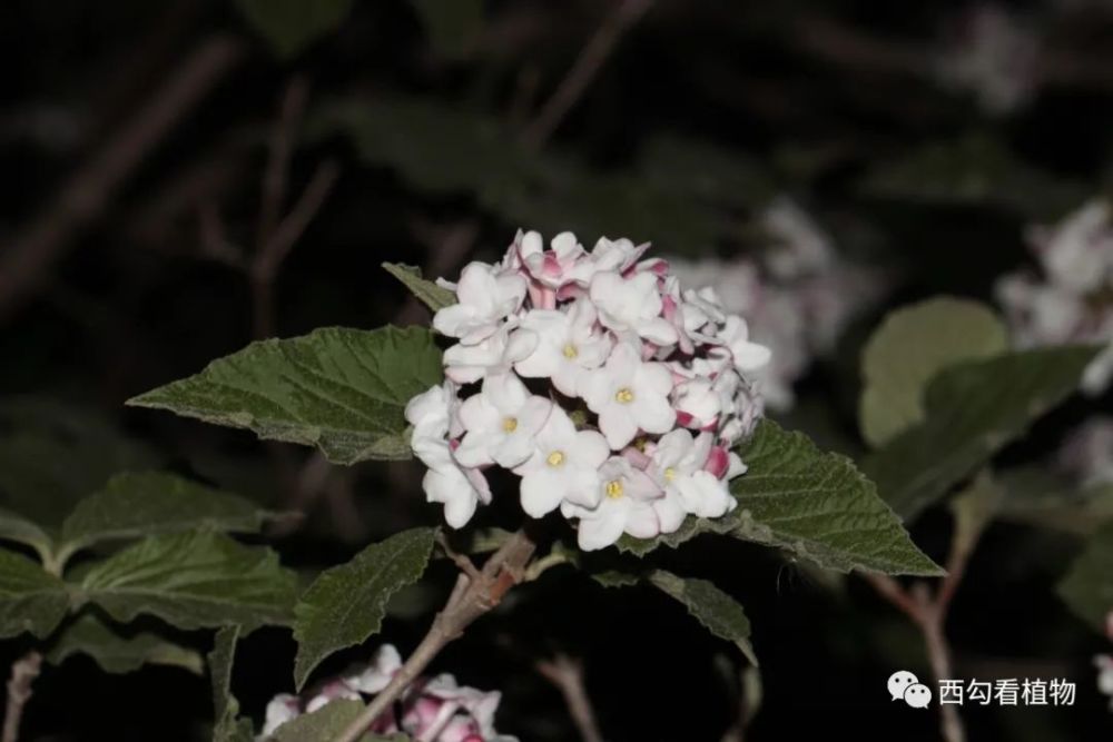 红蕾荚蒾,荚蒾区.花蕾红色非常漂亮,开花后反而不美了.