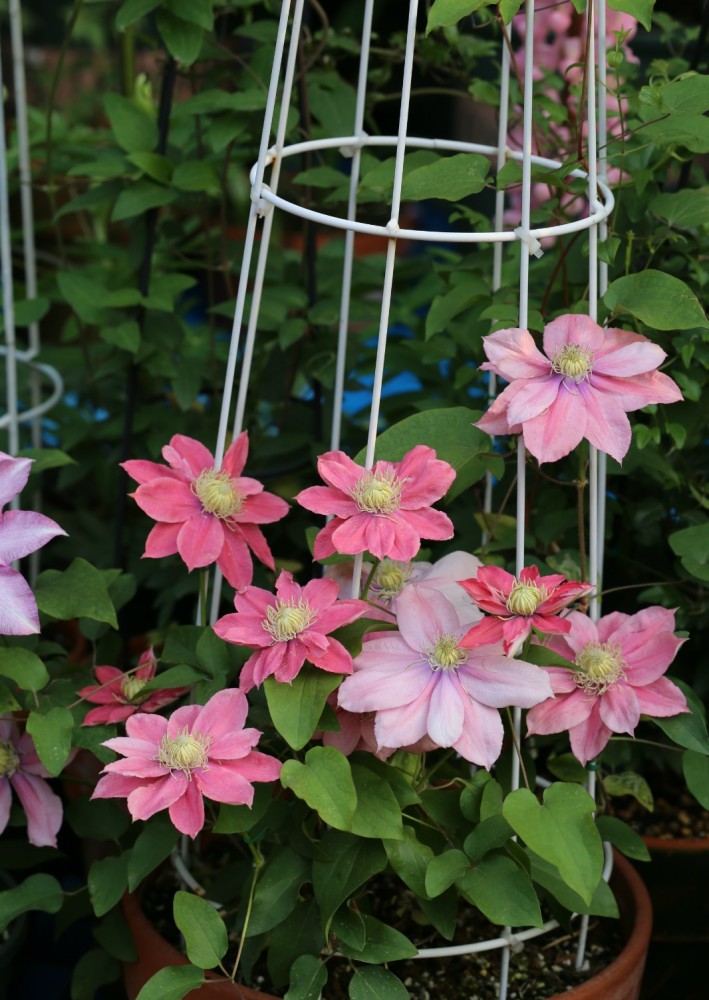 盆栽花卉新宠—铁线莲"小美人鱼,花量超多,能让你阳台变花园