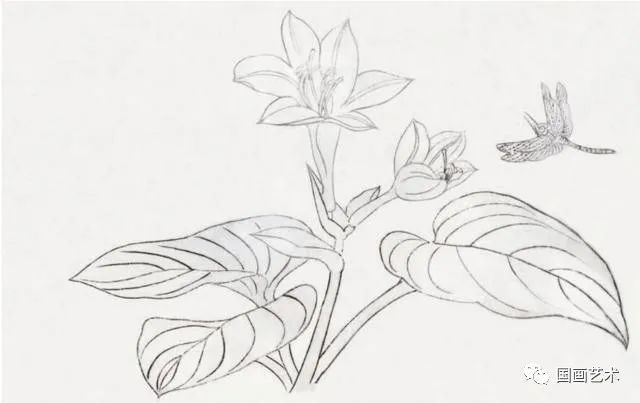 分享二组工笔花卉作画步骤