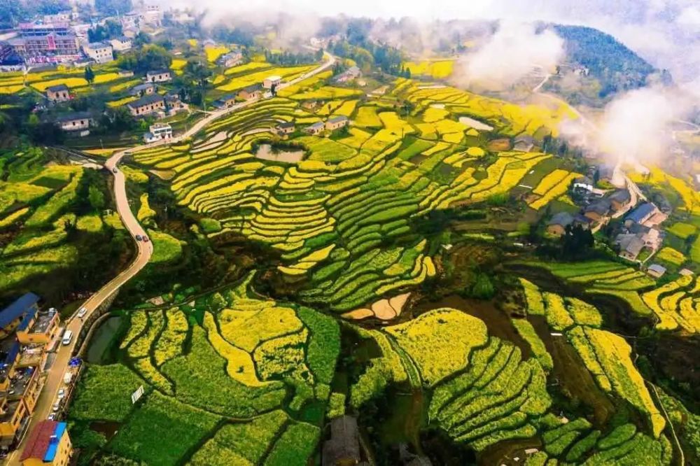 每年春天,金灿灿亮闪闪的油菜花铺满层层梯田,镶嵌在田园山林中的樱花