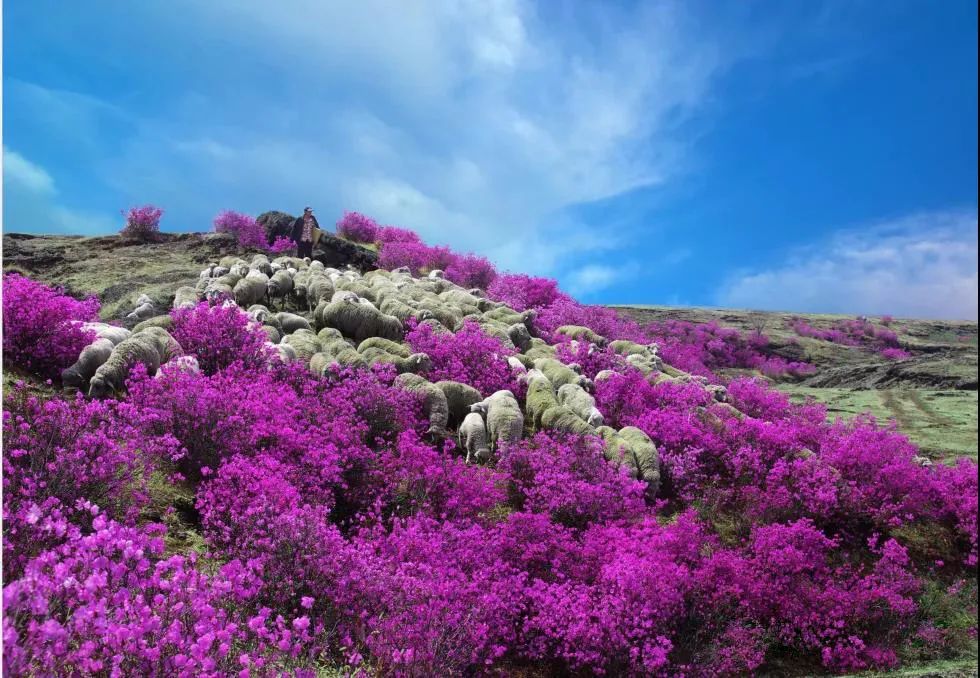 沙兰镇的杜鹃花生长在当地的火山熔岩地缝之中,所以,也被称之为火山