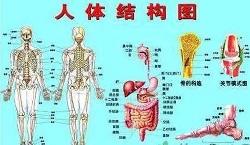 女教师穿人体器官上课生动形象让学生印象深刻家长不知羞